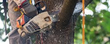 How Our Tree Care Process Works  in  Wolf Creek, UT