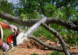 Leaf Removal in Wolf Creek, UT