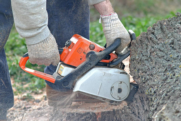 Trusted Wolf Creek, UT Tree Care Experts